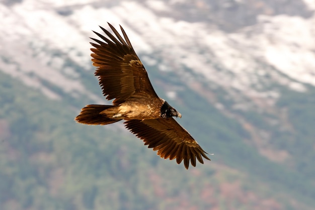 Deux ans de vol de Lammergeier, charognard, vautours, oiseaux, faucon, Gypaetus barbatus