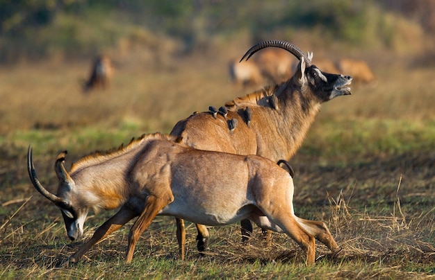 Deux antilopes mâles se battent pendant la saison des amours