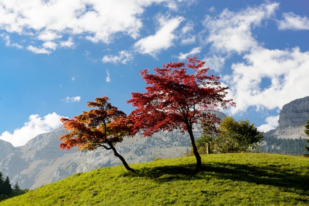 Deux arbres aux belles couleurs d'automne