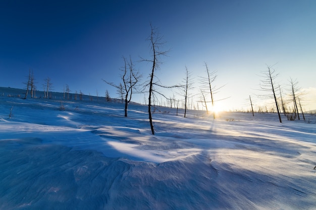 Deux arbres sur une colline enneigée