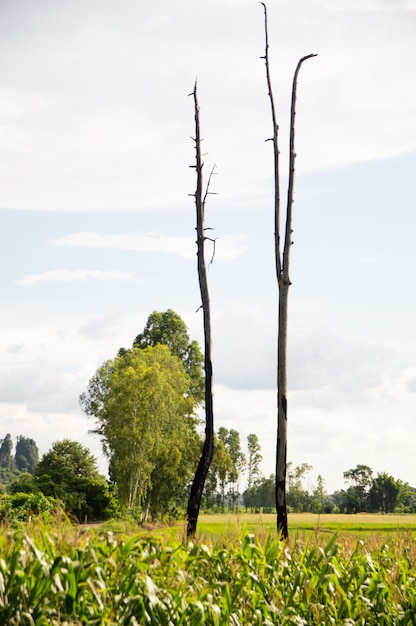 Deux arbres morts parmi les champs de maïs