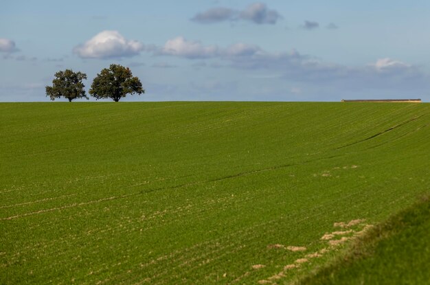 Deux arbres poussant sur les champs de l'horizon