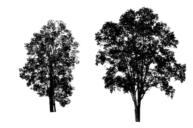 Deux arbres tropicaux isolés sur fond blanc isolés utilisés pour la conception, la publicité et l'architecture