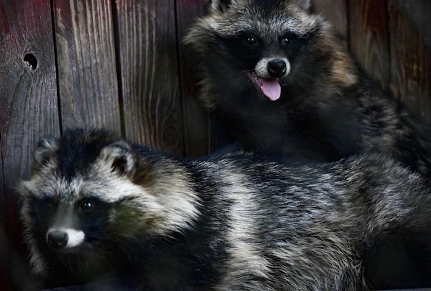 Deux autres ratons laveurs blottis l'un contre l'autre