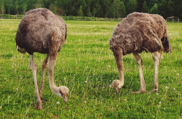 Deux autruches sur l'herbe verte