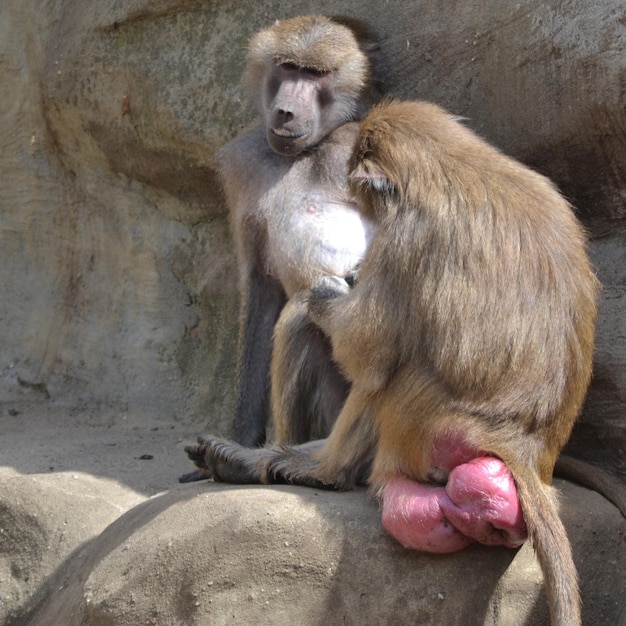 Deux babouins assis sur des rochers