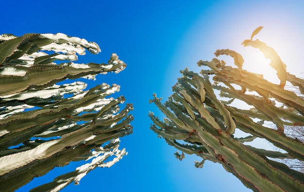 Deux beaux arbres candélabres euphorbia ingens ou naboo avec ciel en arrière-plan