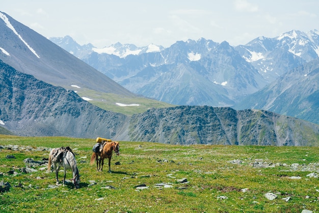 Deux beaux chevaux paissent sur une prairie alpine verte parmi de grandes montagnes enneigées. Magnifique paysage pittoresque de la nature des hautes terres avec des chevaux. Paysage de montagne vif avec chevaux de bât et glaciers géants.