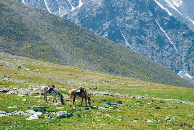 Deux beaux chevaux paissent sur le pré alpin vert parmi les grandes montagnes enneigées. Magnifique paysage pittoresque de la nature des montagnes avec des chevaux. Paysages de montagnes vives avec chevaux de bât et glaciers géants.