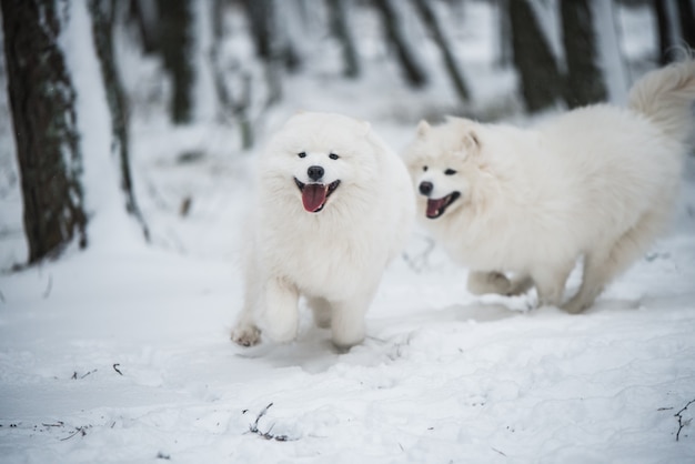 Deux beaux chiens blancs Samoyède moelleux jouent dans la forêt d'hiver