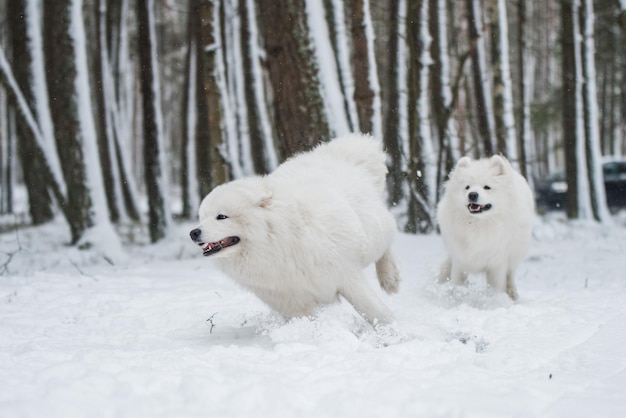 Deux beaux chiens blancs Samoyède moelleux jouent dans la forêt d'hiver