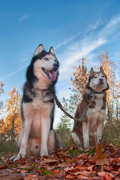 Deux beaux chiens husky sibériens lors d'une promenade dans un parc d'automne par une soirée ensoleillée. Vue de dessous.