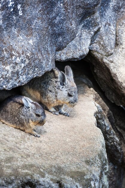 deux beaux chinchilla