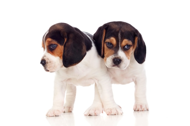 Deux beaux chiots beagle