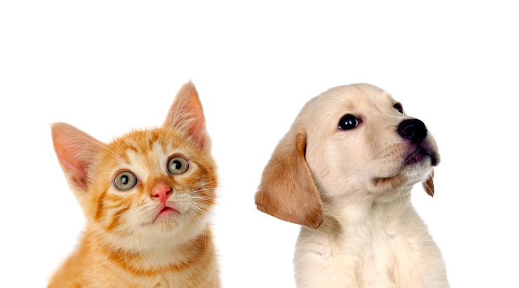Photo deux beaux chiots, un chat et un chien,