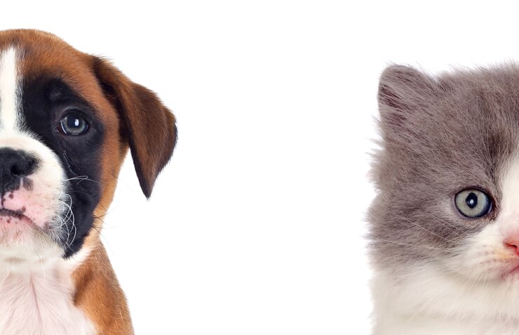 Photo deux beaux chiots