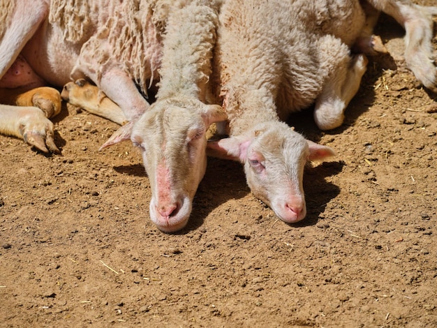 Deux beaux moutons dans une ferme