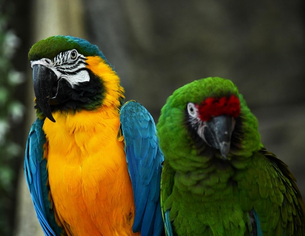 Deux beaux perroquets verts et bleus s'exhibent dans la jungle