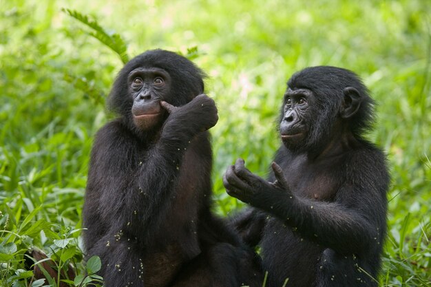 Deux bébés Bonobo sont assis sur l'herbe. République Démocratique du Congo. Parc national de Lola Ya Bonobo.