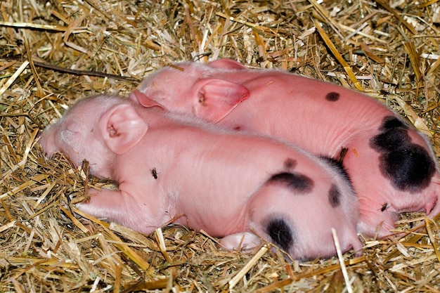 Deux bébés cochons endormis