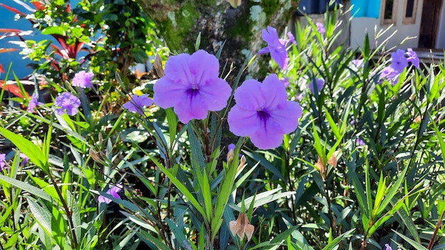 Deux belles fleurs violettes sur un fond vert buisson