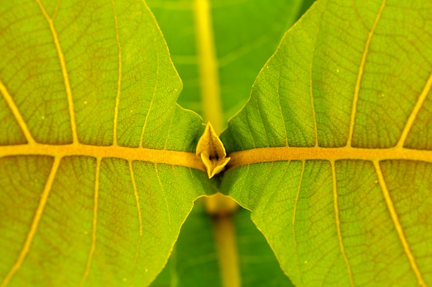 Deux belles jeunes feuilles de la plante de teck