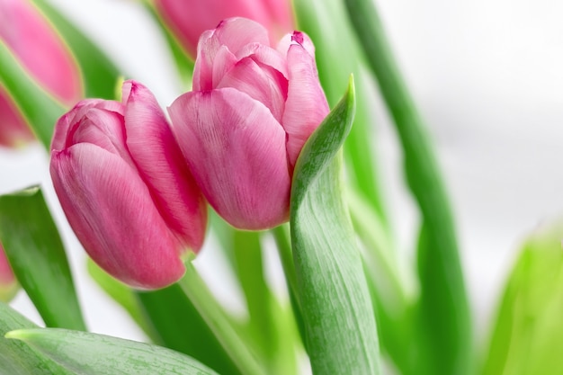 Deux belles tulipes roses sur un arrière-plan flou de tiges et de feuilles vertes. Bouquet de fleurs printanières délicates comme cadeau pour les vacances. Mise au point sélective