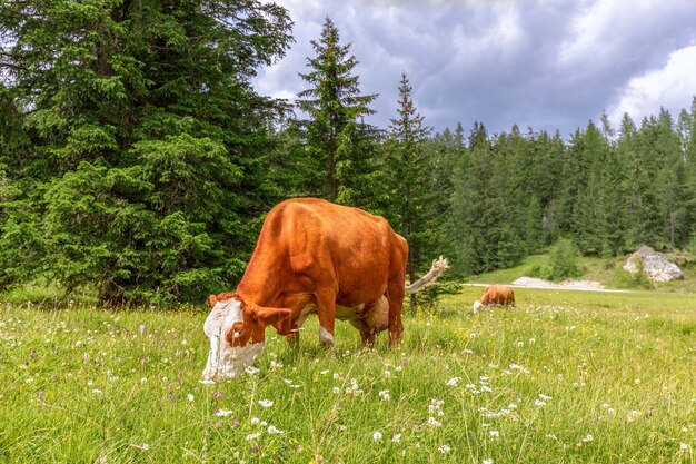 Deux belles vaches rouges pinçant paisiblement l'herbe dans une prairie alpine pittoresque.