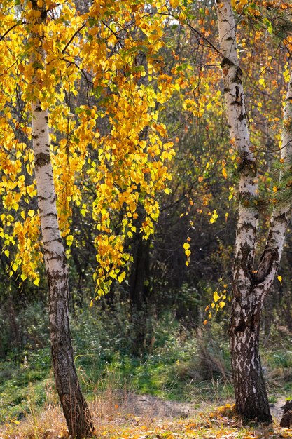 Deux bouleaux avec de belles feuilles jaunes brillantes par soleil en automne doré