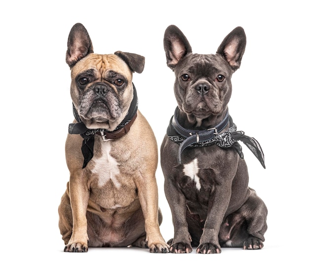 Deux bouledogues français assis et regardant la caméra