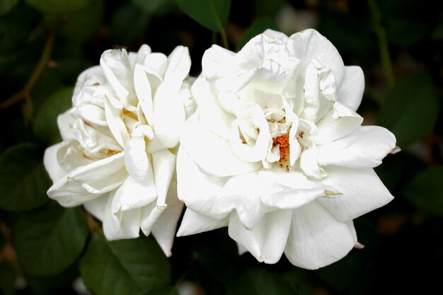 Deux bourgeons de roses blanches délicates se prélassent au soleil du début de l'été