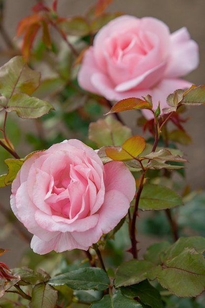 Deux boutons de rose buisson rose