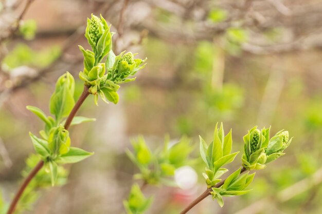 deux branches avec juste des feuilles vertes en fleurs sur un arrière-plan flou