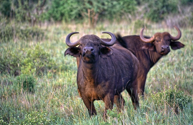 Photo deux buffles dans le parc national de tsavo au kenya