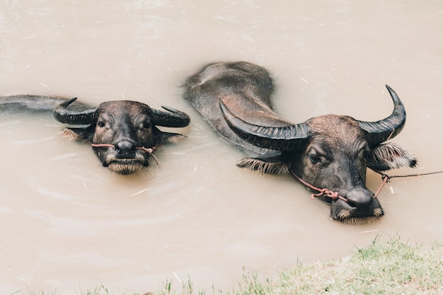 Deux buffles nageant dans l&#39;eau du canal