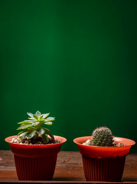 Deux cactus en pot sur fond vert, jolis cactus naturels isolés sur fond vert.