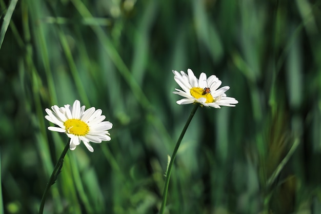 Deux camomilles blanches avec scarabée, sur fond flou vert