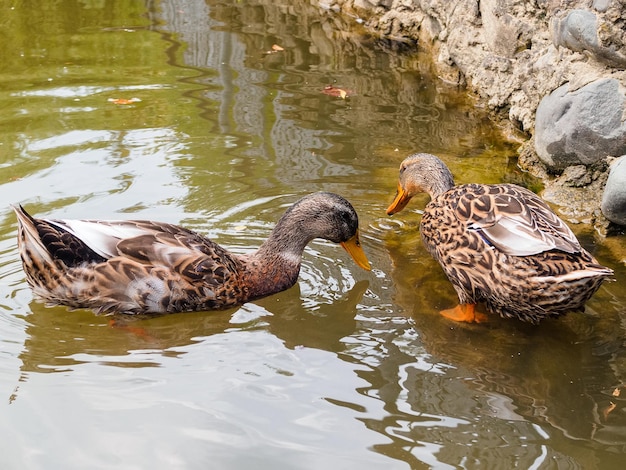Deux canards au bord d'un étang artificiel dans le parc