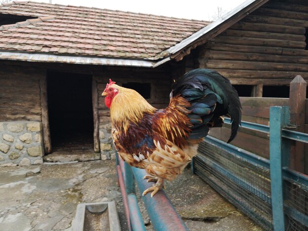 Deux canards sur un bâtiment.