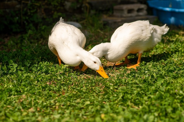 Deux canards blancs dans le jardin en été