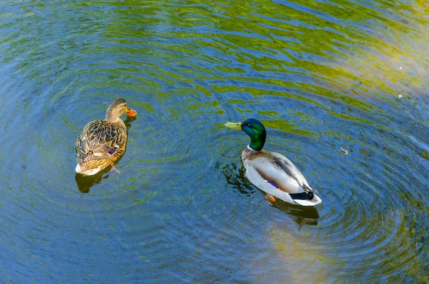 Deux canards dans l'eau du lac un jour d'été.