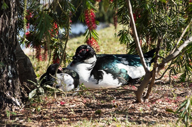 Deux canards dormant sous un arbre