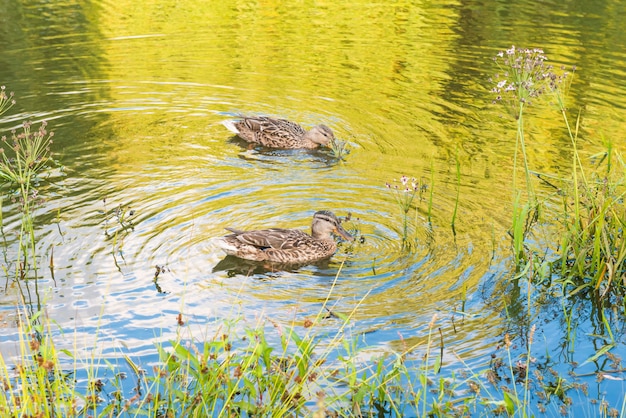 Deux canards à l'eau calme avec reflet vert