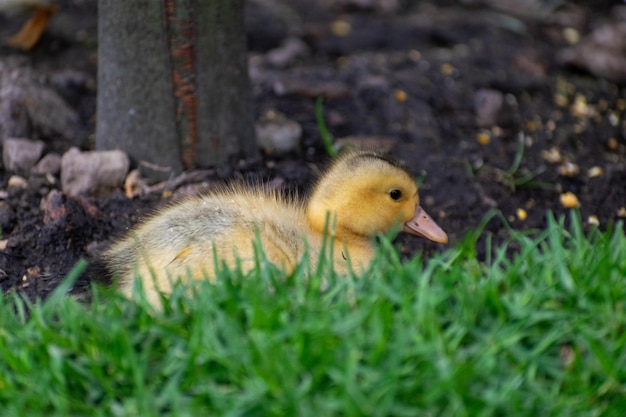 Photo deux canards sur l'herbe dont un étant un canard