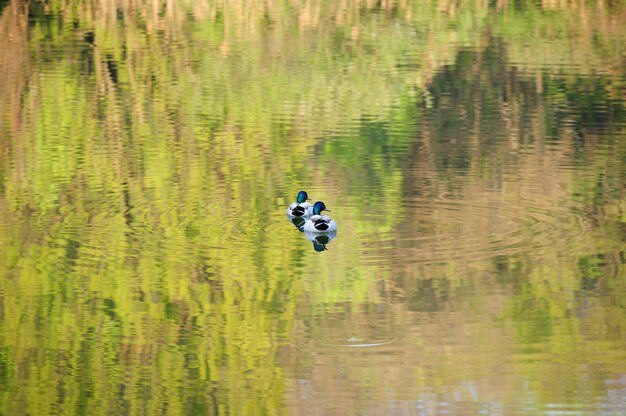 Deux canards mâles