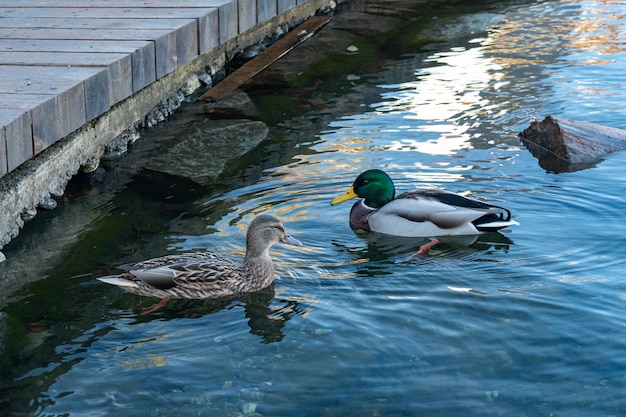 Deux canards nageant dans un lac