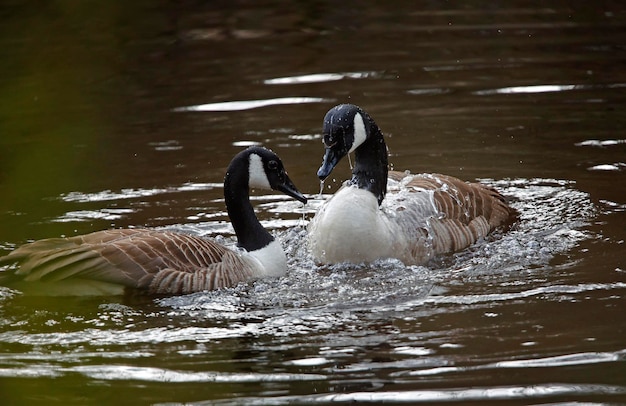 Deux canards nagent ensemble dans un étang.