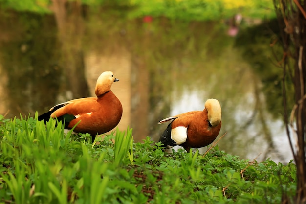 Deux canards se tiennent au bord de l&#39;étang