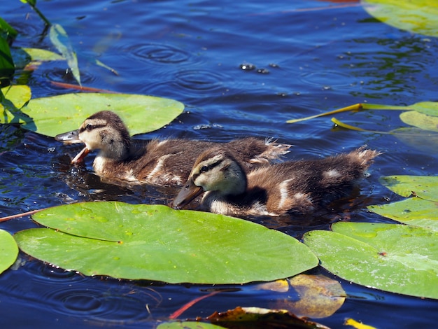 Deux canetons flottent et cherchent de la nourriture dans l'eau