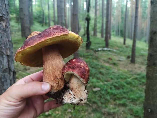 Deux cèpes frais recueillis tenant dans une main dans la forêt